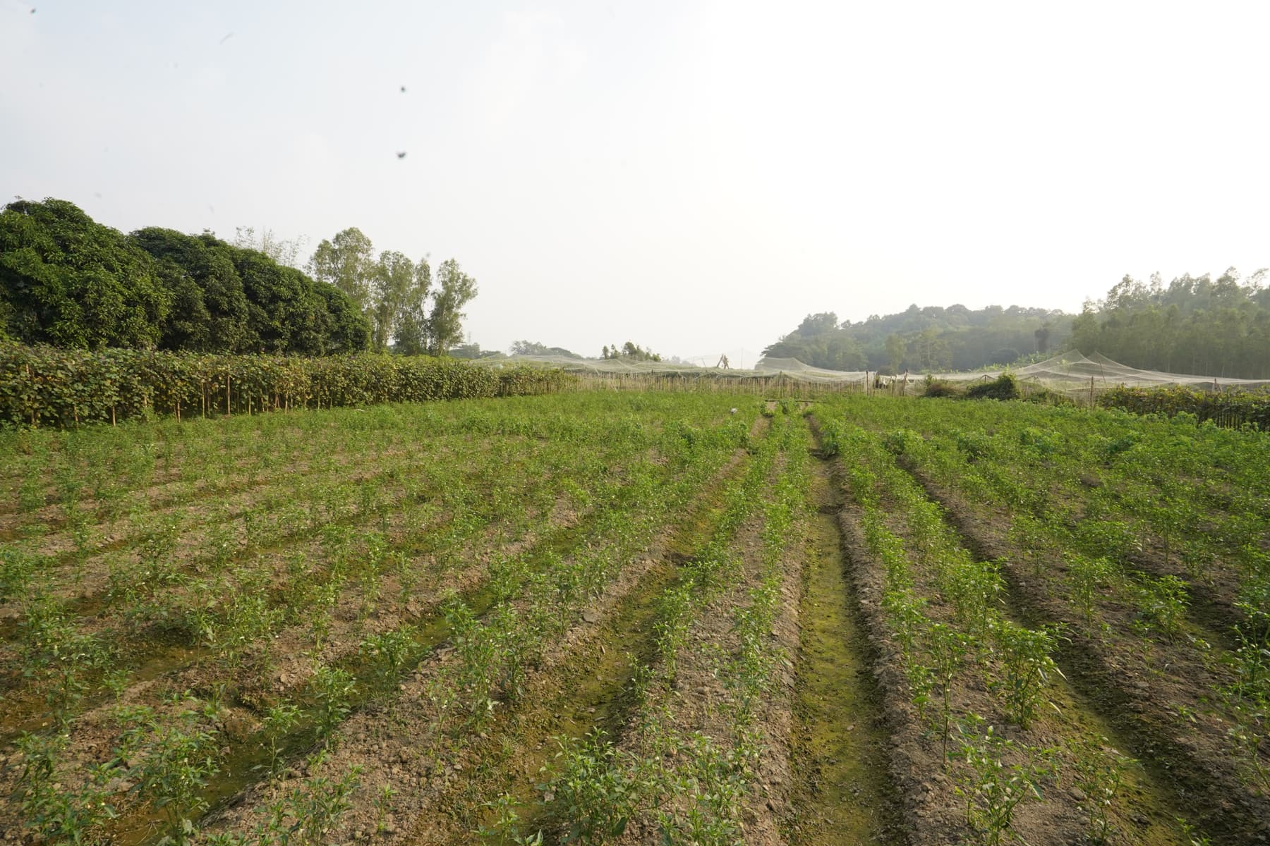 Master Plan Gallery Image 6