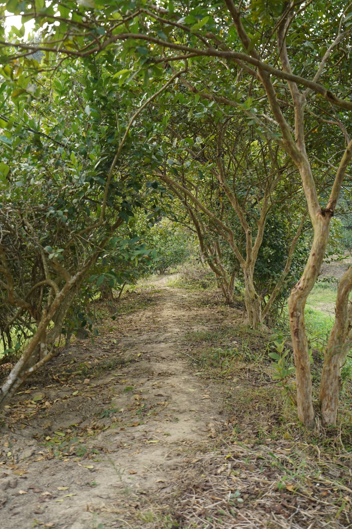 Master Plan Gallery Image 10